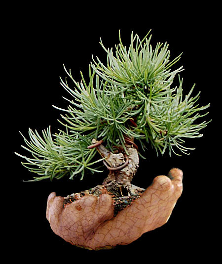larix.jpg
