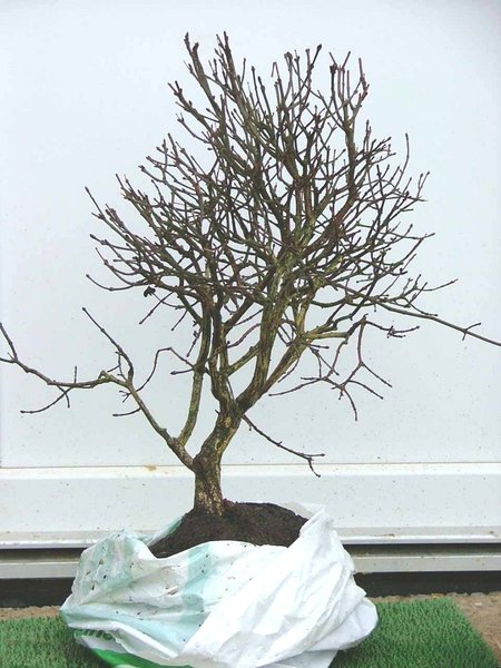 Februar 2007, unmittelbar nach dem Kauf.