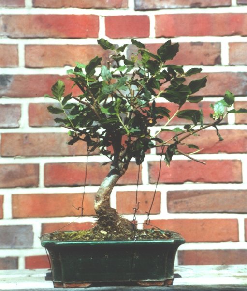 Quercus suber im Mai 2000, gekauft für 129,-DM