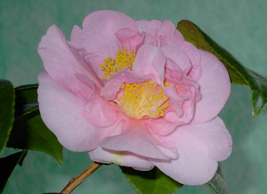 Camellia Japonica Donation 2.JPG