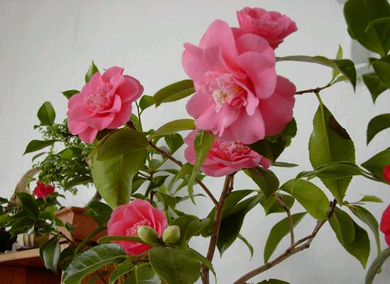 Chandlers elegans7.JPG
