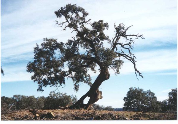 Dies war mein Lieblingsbaum auf der riesigen Finca, eine gigantische, uralte, hohle und löcherige Korkeiche