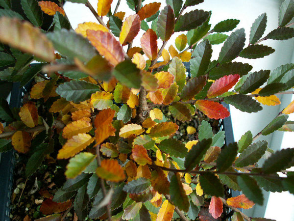 PICT0008.jpg