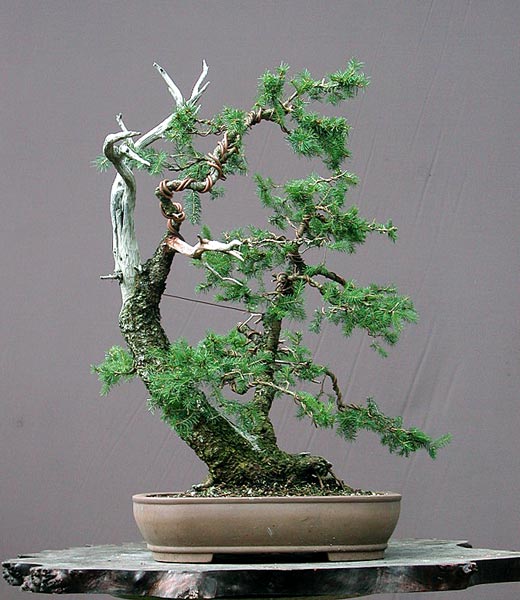 Dei Weichen sind gestellt. Es wird ein Zwilingsbonsai. Zuerst werden nur die dicken Äste gedrahtet und in Form gebracht. Das ist bloss eine grobe Skizze bis jetzt.