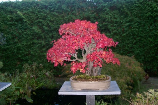 Acer Palmatum auf Felsen_1000x1000_210KB.jpg