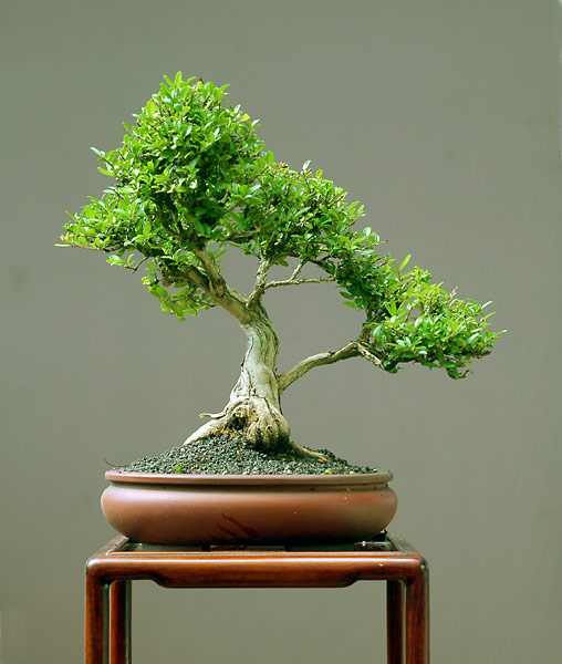 ebenso
<br />
<br />Schale Japan