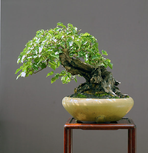 Weisse Maulbeere, Morus alba
<br />
<br />Schale Japan