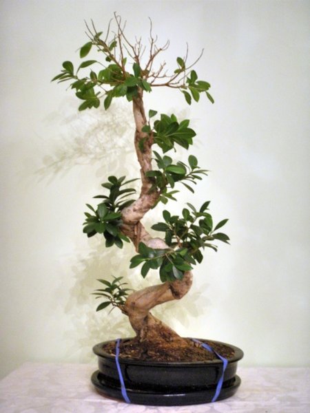 Bonsai1.jpg
