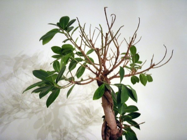 Bonsai2.jpg