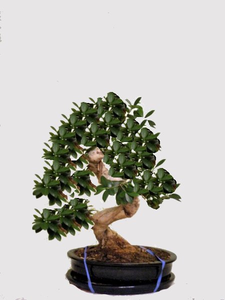 Ikea_Ficus_Dorothea_v2.jpg