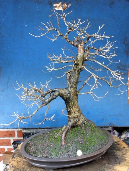 quercus dez_bearbeitet-3.jpg
