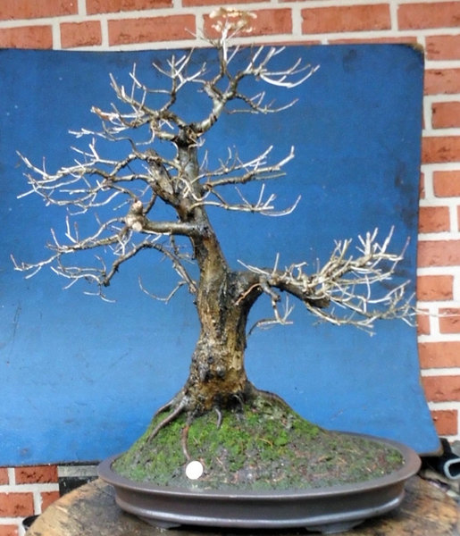 quercus dez_bearbeitet-8.jpg
