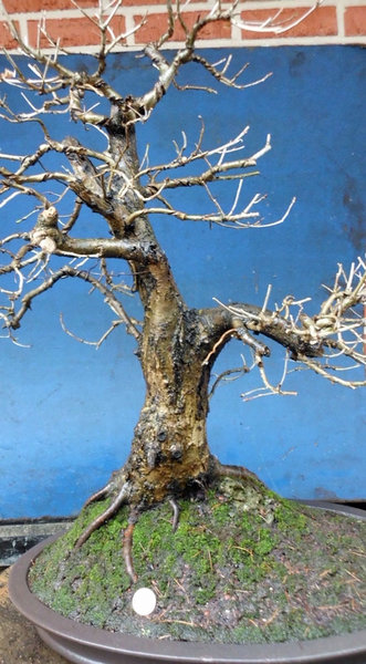 quercus dez_bearbeitet-10.jpg
