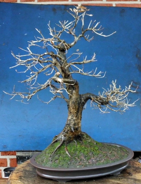 quercus dez_bearbeitet-13.jpg