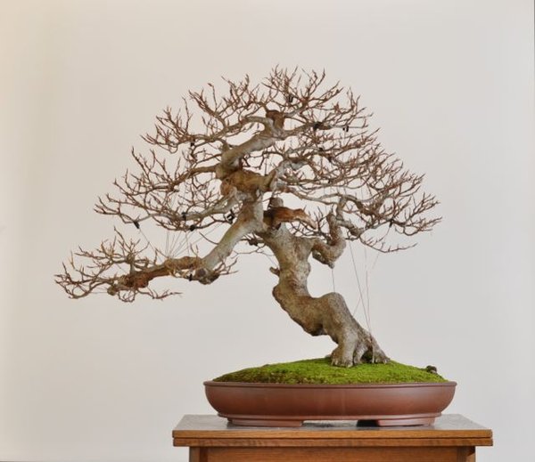 in Form gebracht