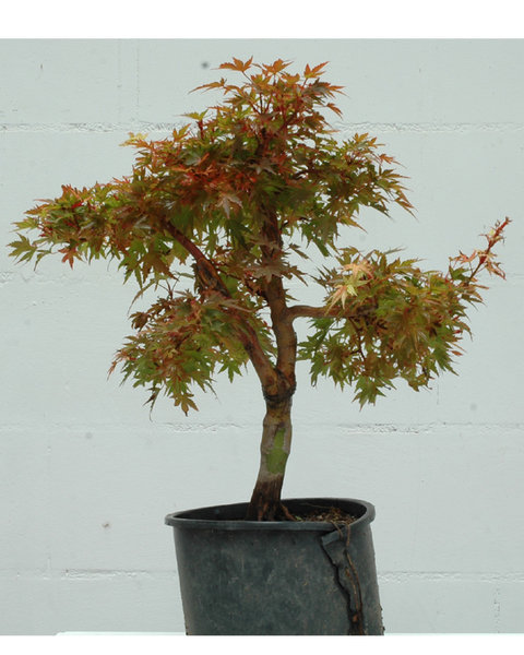 acer#1laubhintenweb.jpg
