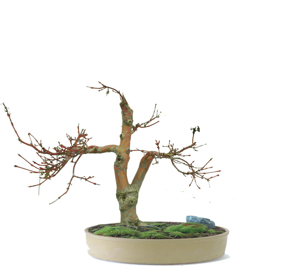 acer#1virtual-kleinweb.jpg