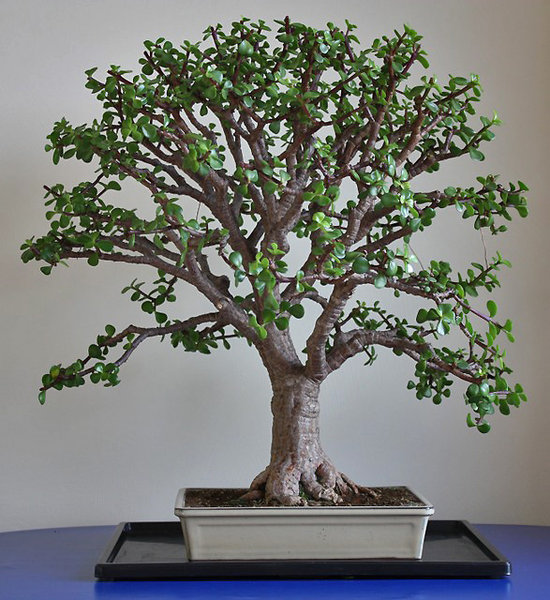 jadebaumportulacariaafr.jpg