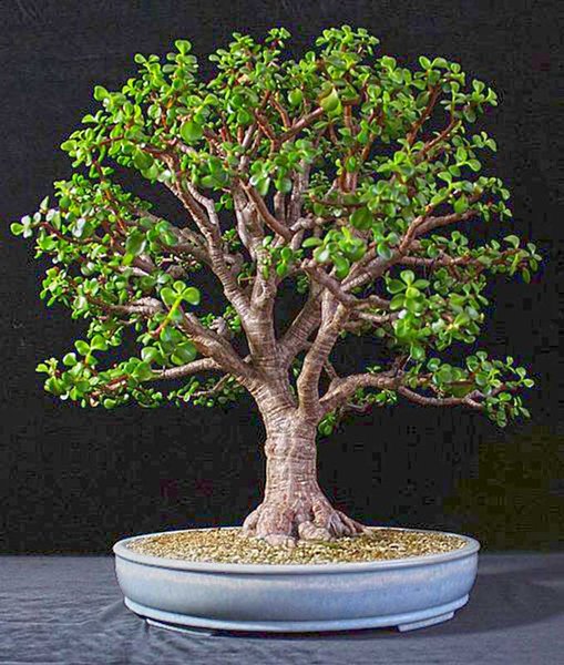 P.afra---2.jpg