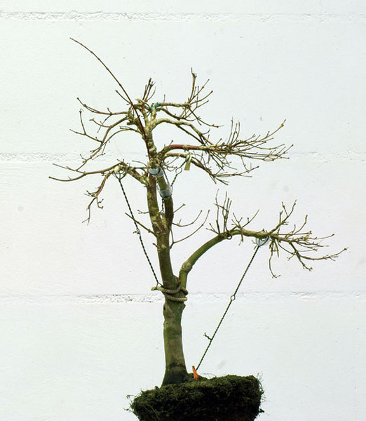 acer#2 kazuravorn.jpg
