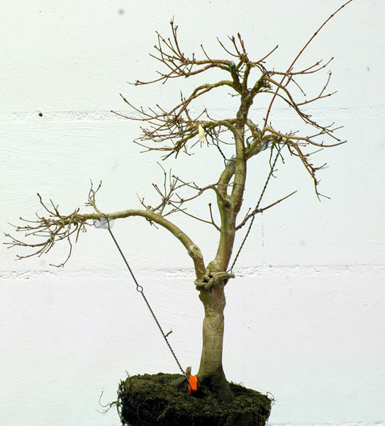 acer#2-kazura-hinten.jpg