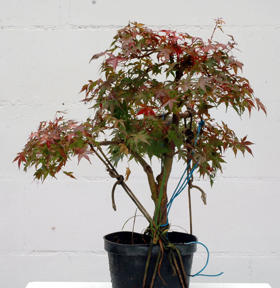 acer#2vorn-okt..jpg