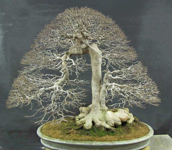 trident-maple.jpg