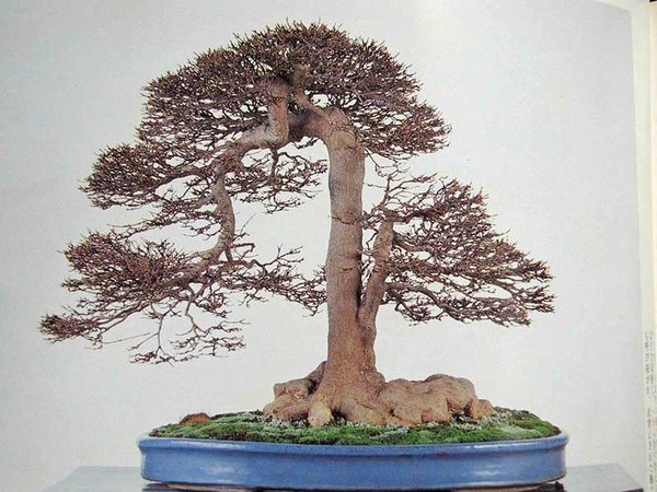 Der Baum im Jahre 1995