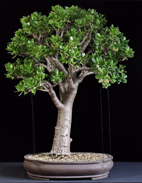 C. ovata II BFF.JPG