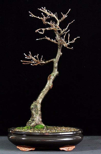 A. glutinosa BFF.JPG