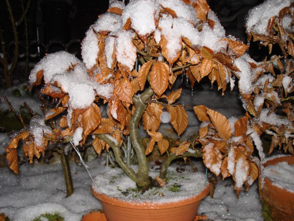 Dezember 2009 - Eisregen