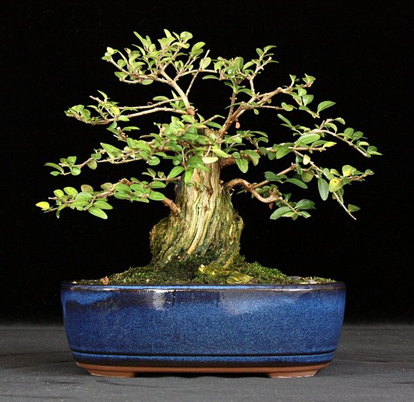 L. pileata BFF.JPG