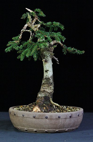 P. orientalis 4 BFF.JPG
