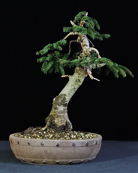 P. orientalis 3 BFF.JPG