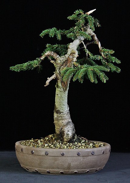 P. orientalis 2 BFF.JPG