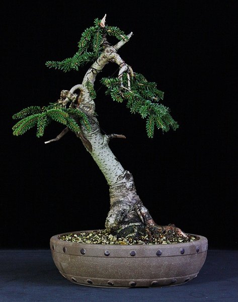 P. orientalis 1 BFF.JPG