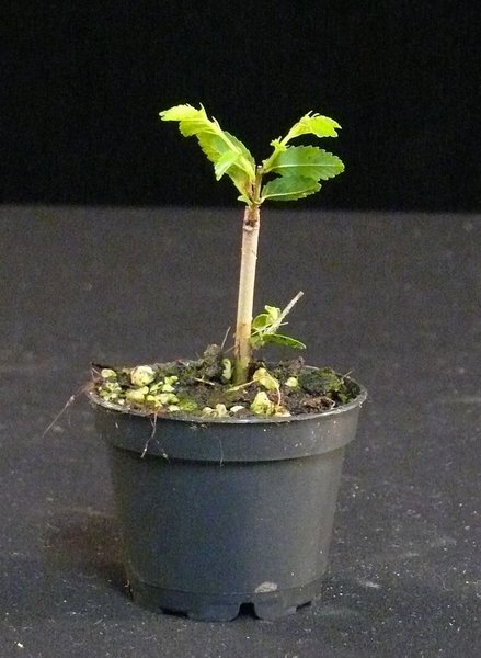 P1040553k.JPG