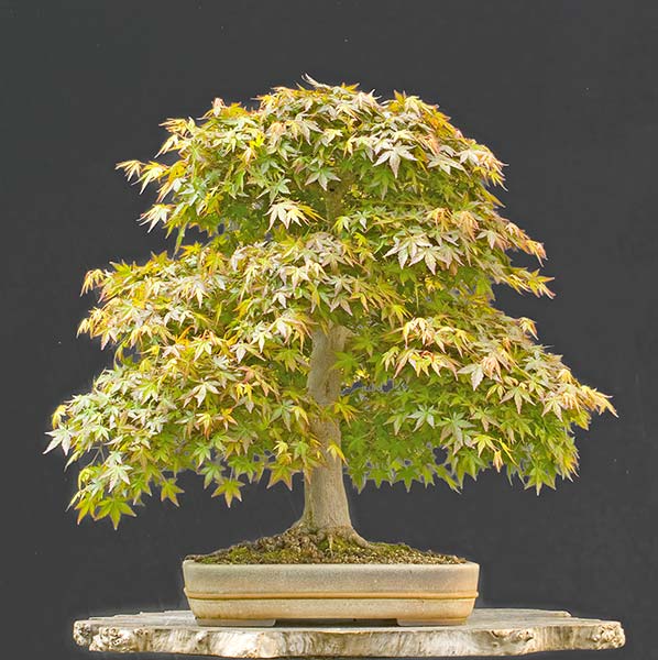 Fächerahorn, Acer palmatum, 60 cm, ca. 40 jahre, Schale: Derek Aspinall, aus Baumschulpflanze
