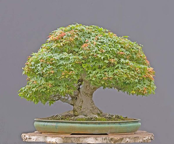 Fächerahorn, Acer palmatum, 50 cm, ca 70 Jahre, Schale: Petra Tomlinson, Rohling Import aus Japan