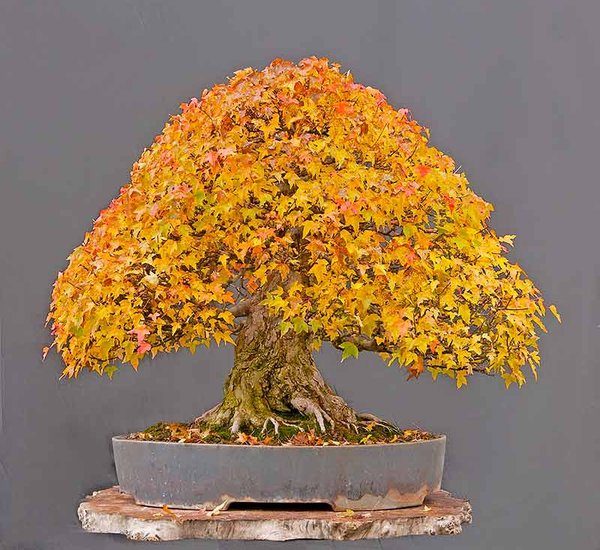 Dreispitzahorn, Acer burgerianum, 55 cm, Schale: Horst Heinzlreiter, Rohling Import aus Japan