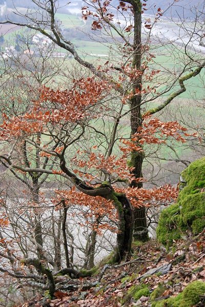 Wald_Spaziergang_12012012 007.jpg