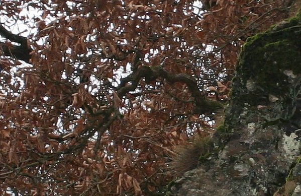 Wald_Spaziergang_12012012 012c.jpg