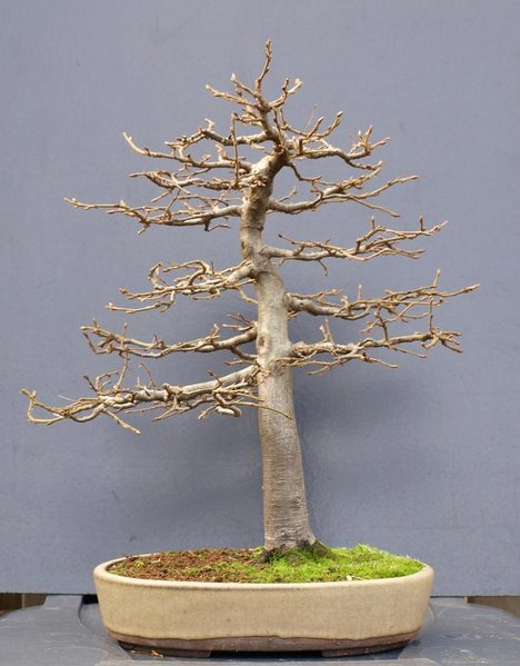Carpinus betulus015  14-1-2012.JPG