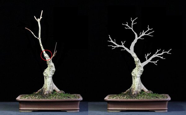 Acer pseudoplantanus.JPG