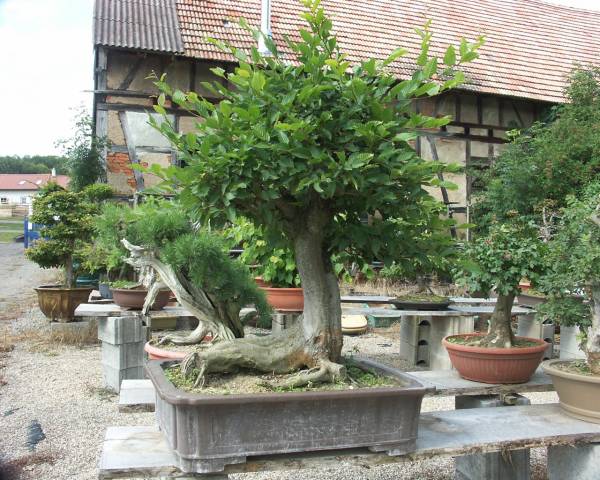 ein Baum für 4-8 Hände..