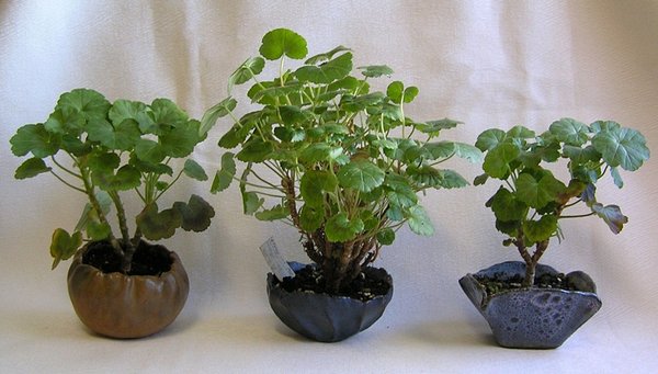 neue Bilder 845770.jpg