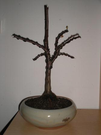 Malus 2006 Kaufjahr.jpg