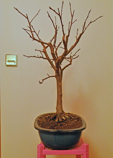 malus_04.jpg
