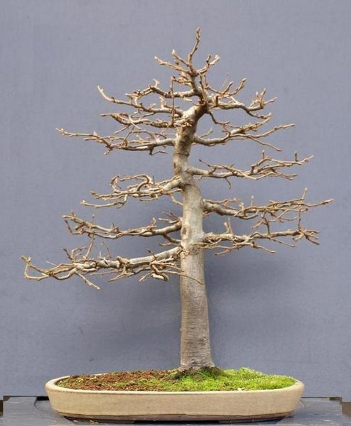 Carpinus betulus015  14-1-2012 aangepast.JPG