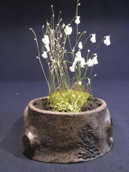 Utricularia livida-01.JPG